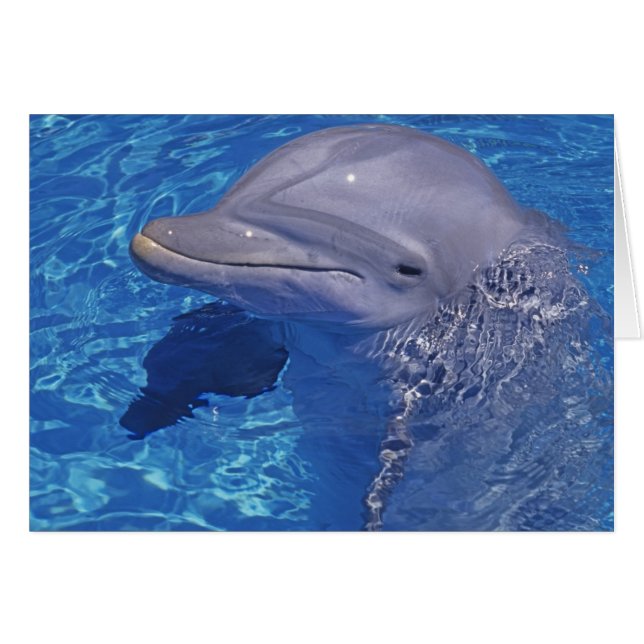 Dolphin Bottlenoe, Tursiops truncatus (Vorderseite (Horizontal))