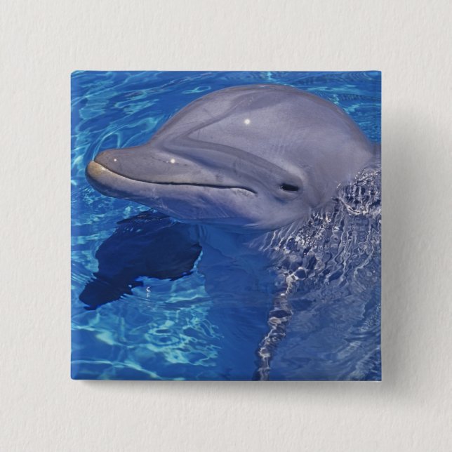 Dolphin Bottlenoe, Tursiops truncatus Button (Vorderseite)