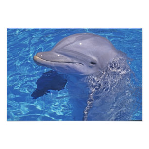 Dolphin Bottlenoe, Tursiops truncatus Fotodruck