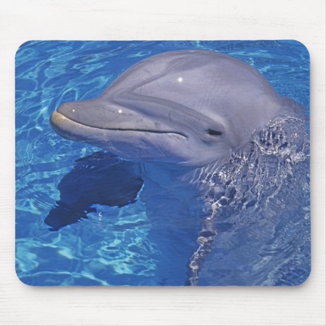 Dolphin Bottlenoe, Tursiops truncatus Mousepad (Vorne)