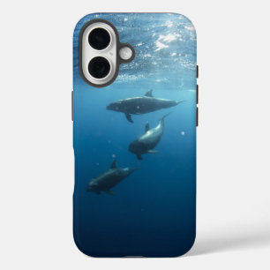 Dolphin-Familie iPhone 16 Hülle