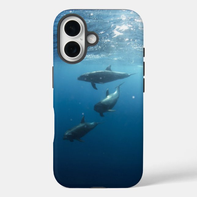 Dolphin-Familie iPhone 16 Hülle (Rückseite)