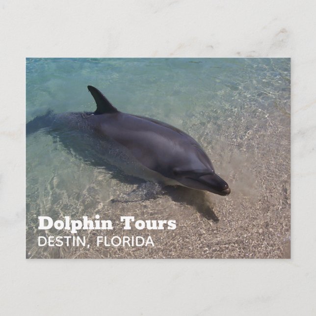Dolphin-Foto in Florida Postkarte (Vorderseite)