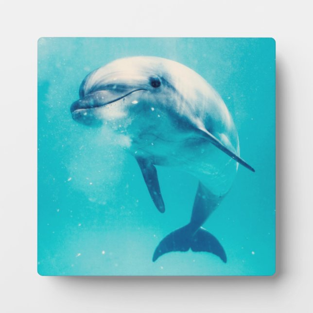 Dolphin Fotoplatte (Vorderseite)