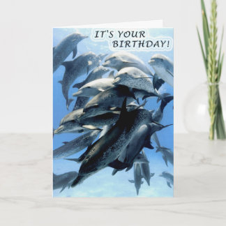 Dolphin Geburtstagsparty Karte