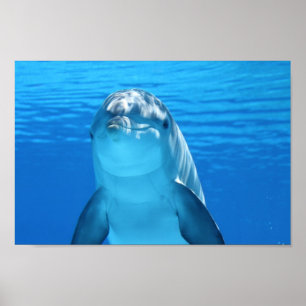 Dolphin-Gesicht nah Poster