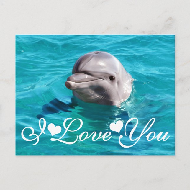 Dolphin in Blue Water Foto Bild I Liebe Sie Postkarte (Vorderseite)