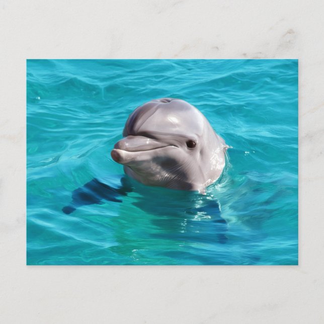 Dolphin in Blue Water Foto Postkarte (Vorderseite)
