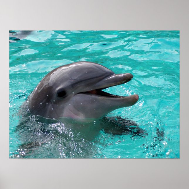 Dolphin Kopf in Wasser Poster (Vorne)