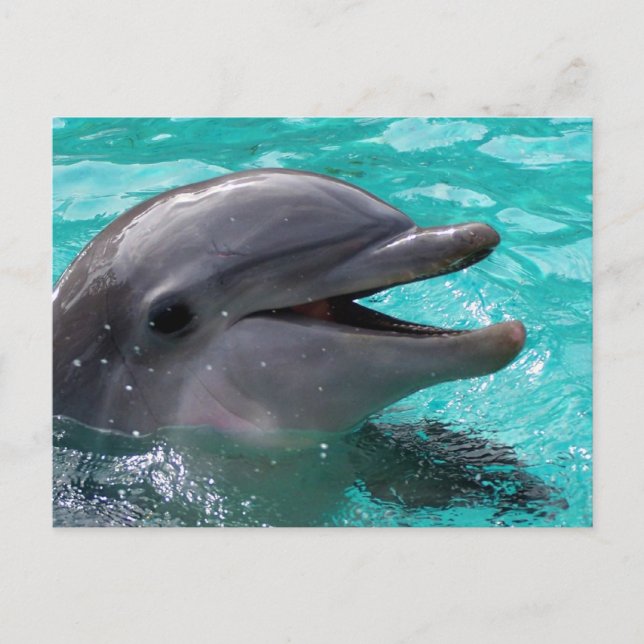 Dolphin Kopf in Wasser Postkarte (Vorderseite)