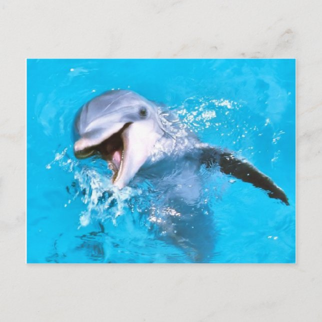 Dolphin Lächeln 2 Postkarte (Vorderseite)