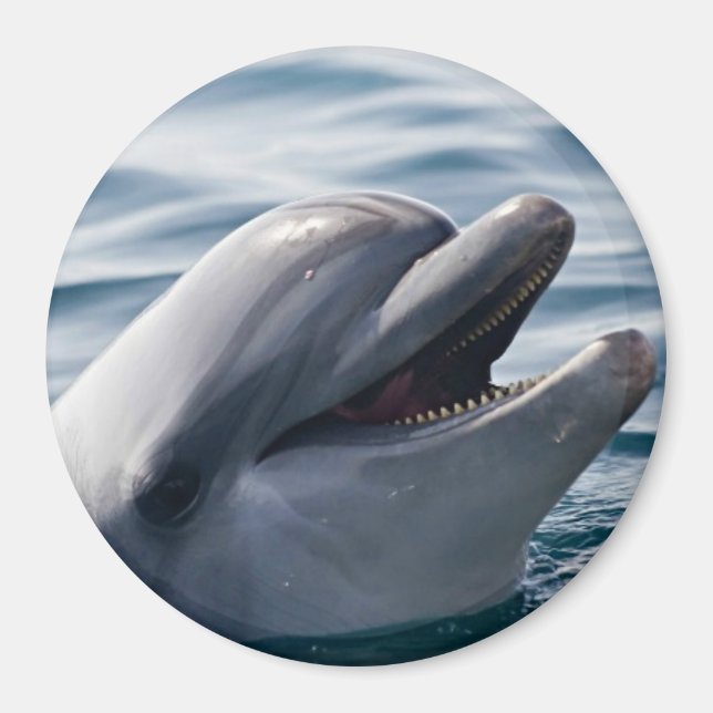 Dolphin Lächeln Magnet (Vorne)