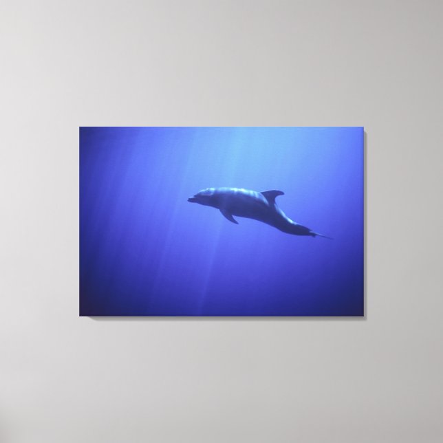 Dolphin Leinwanddruck (Vorderseite)