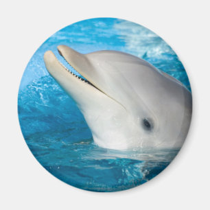 Dolphin Magnet