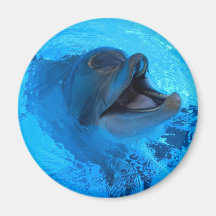 Dolphin Magnet