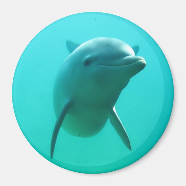 Dolphin Magnet (Vorne)