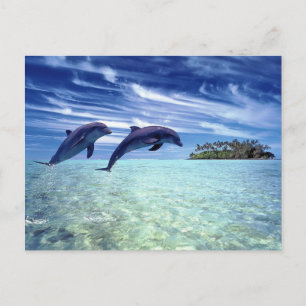 Dolphin-Paradies Postkarte