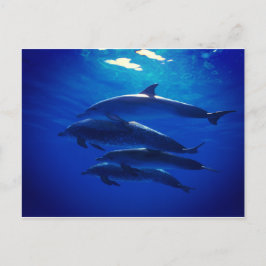 Dolphin Postcard Postkarte