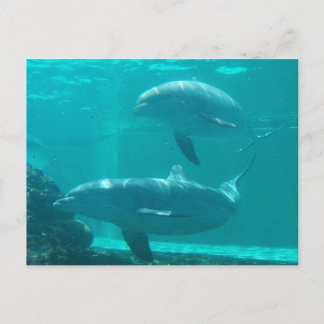 Dolphin Postcard Postkarte (Vorderseite)