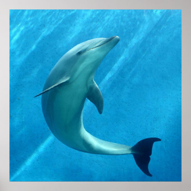 Dolphin Poster (Vorne)