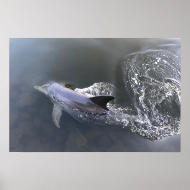 Dolphin Poster (Vorne)