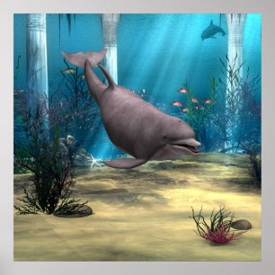 Dolphin Poster