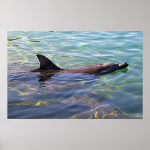Dolphin Poster