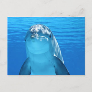 Dolphin Postkarte