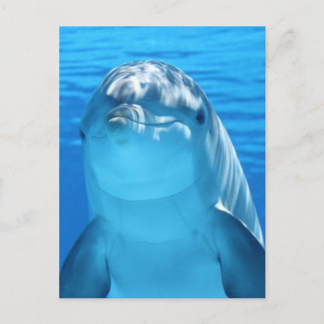 Dolphin Postkarte (Vorderseite)