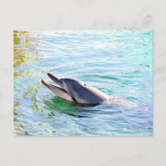 Dolphin Postkarte