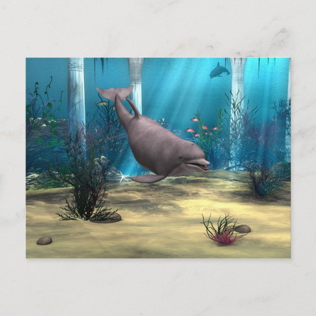 Dolphin Postkarte (Vorderseite)