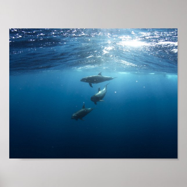 Dolphin Powder unter Wasser Poster (Vorne)