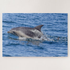 Dolphin-Rätsel