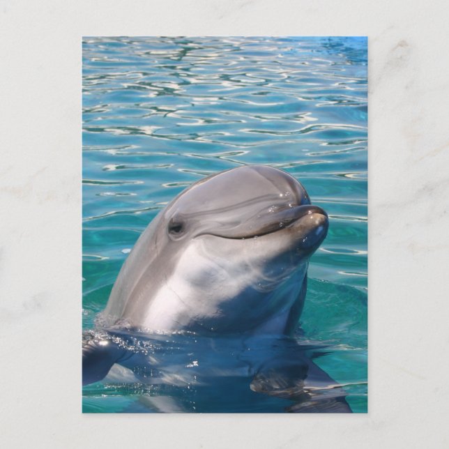 Dolphin Smile Postkarte (Vorderseite)