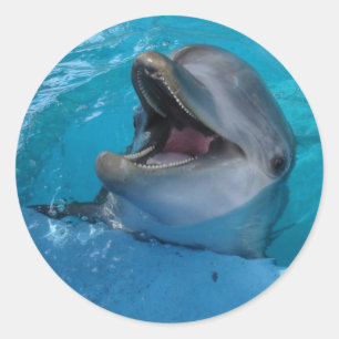 Dolphin Smile Sticker