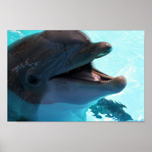Dolphin Smiles Poster