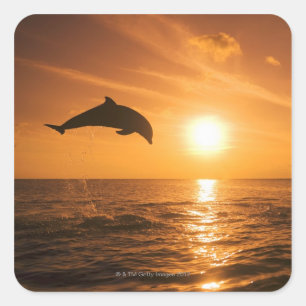 Dolphin-Springling Quadratischer Aufkleber