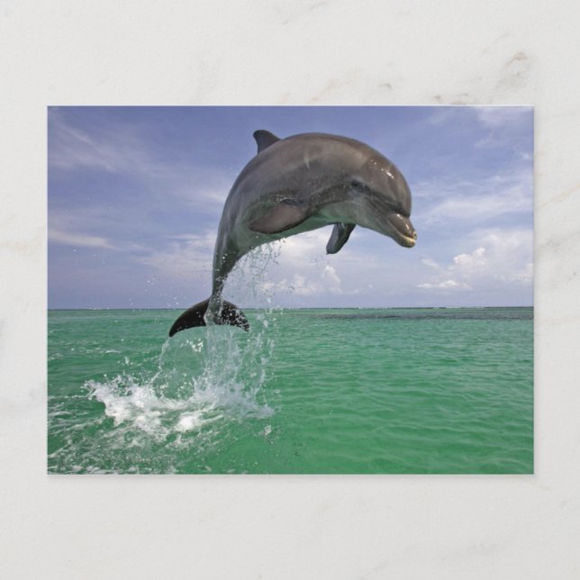 Dolphin-Sprung Postkarte (Vorderseite)