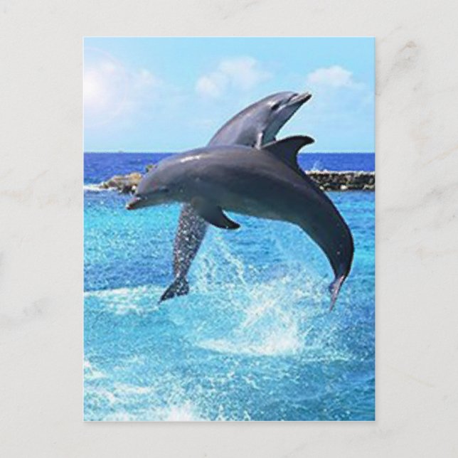 Dolphins Postkarte (Vorderseite)