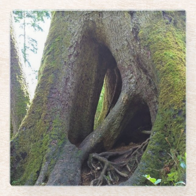 Dombaum, Astoria, Oregon Glasuntersetzer (Vorderseite)