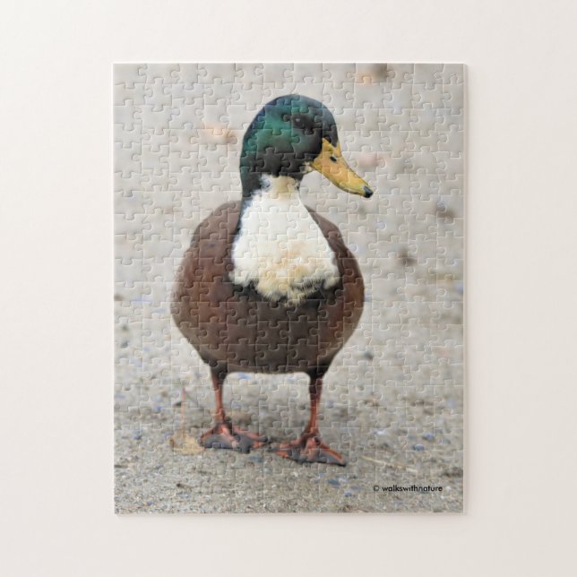Domestic Mallard Duclair Bibbed Odd Duck (Vertikal)