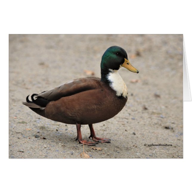 Domestic Mallard Duclair Bibbed Odd Duck (Vorderseite (Horizontal))