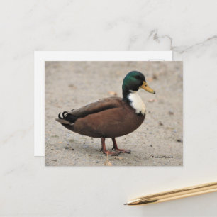 Domestic Mallard Duclair Bibbed Odd Duck Postkarte