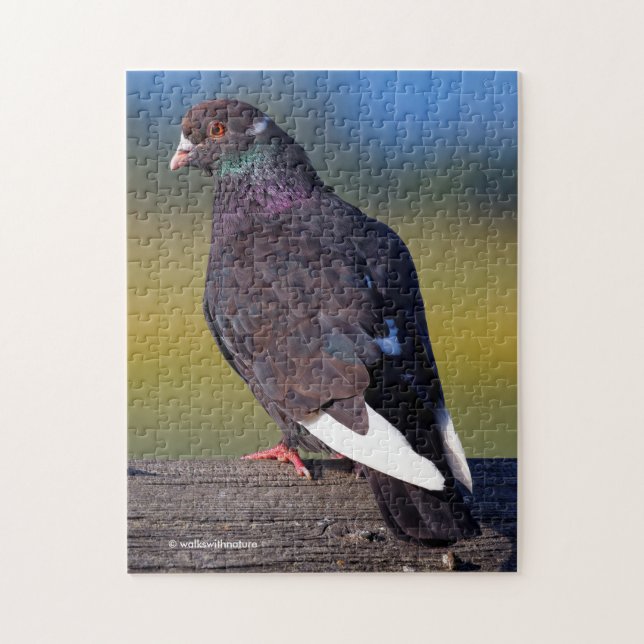 Domestic Rock Pigeon (Dark Morph) (Vertikal)
