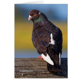 Domestic Rock Pigeon (Dark Morph)
