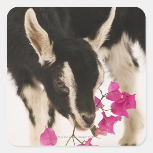 Domesticated British Alpine Ziege (Kind). Schwarz Quadratischer Aufkleber