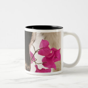 Domestizierte britische alpine Ziege (Kind). Zweifarbige Tasse