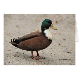 Domicile Mallard Duclair Bibbed Odd Duck