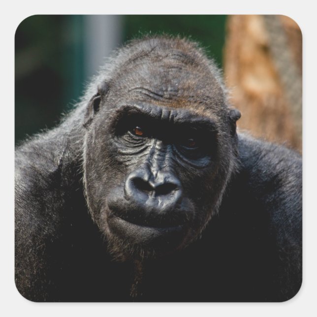 Dominant Primat Gorilla Ape Quadratischer Aufkleber (Vorderseite)