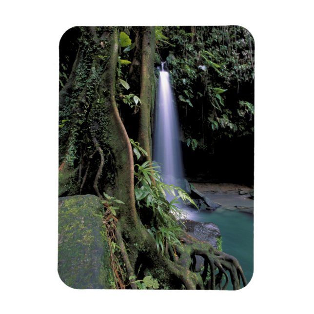Dominica, Emerald Pool, Wasserfall. Magnet (Vertikal)